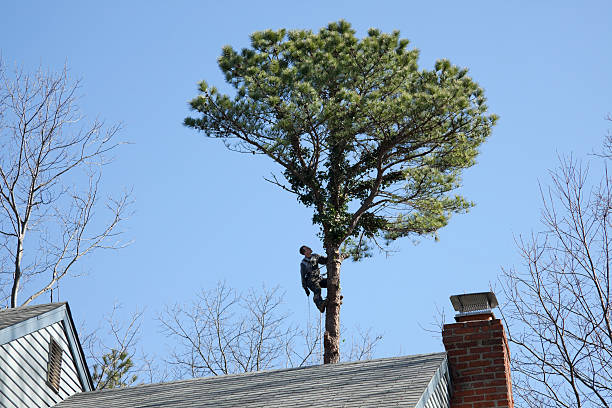Best Aeration Services  in Marvin, NC